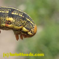 /home//u458753944/public_html/sourcegallery///Insects and small critters/butterflies and moths (Lepidoptera)/P4140353.JPG
